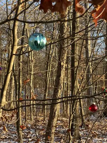 Winter woods get a touch of unexpected festive magic.